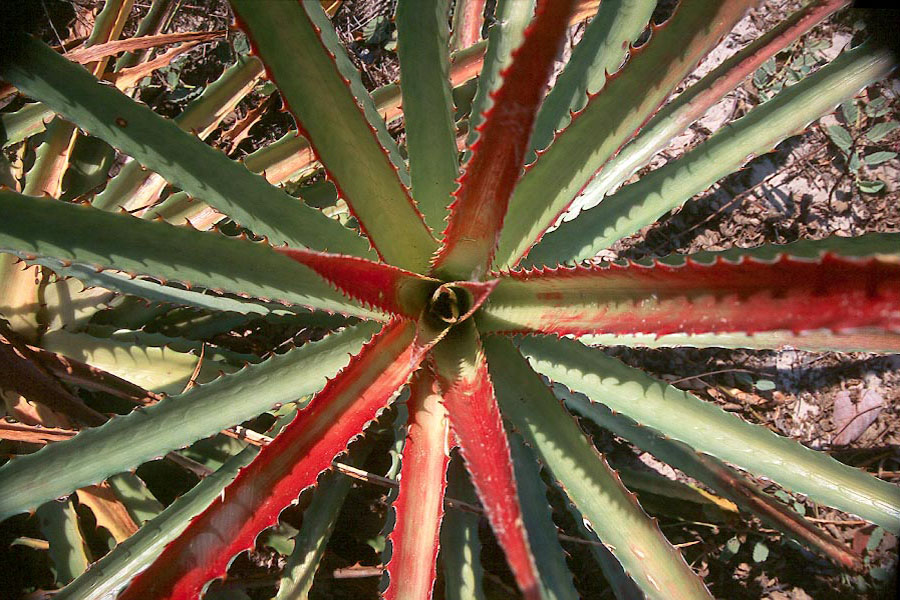 Red
cactus