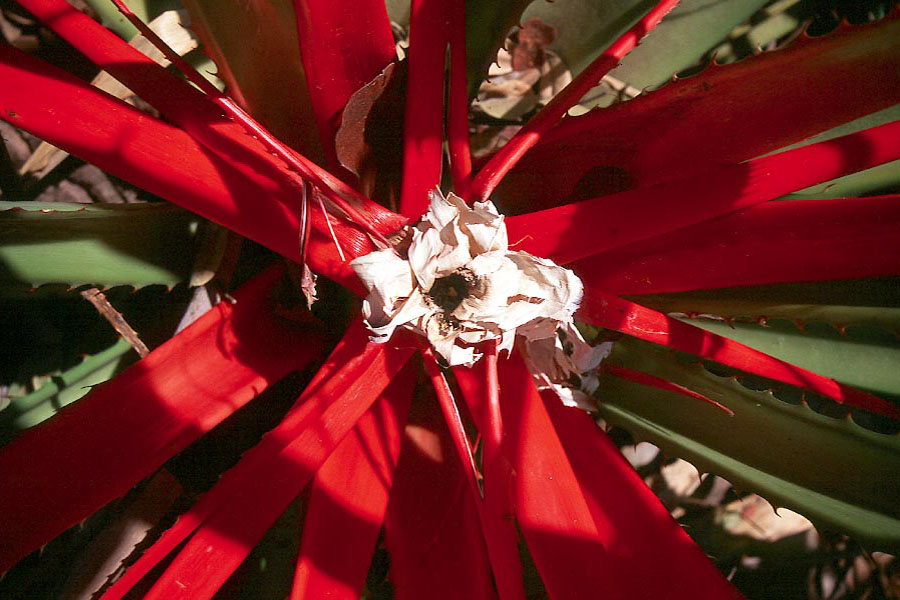Red
cactus