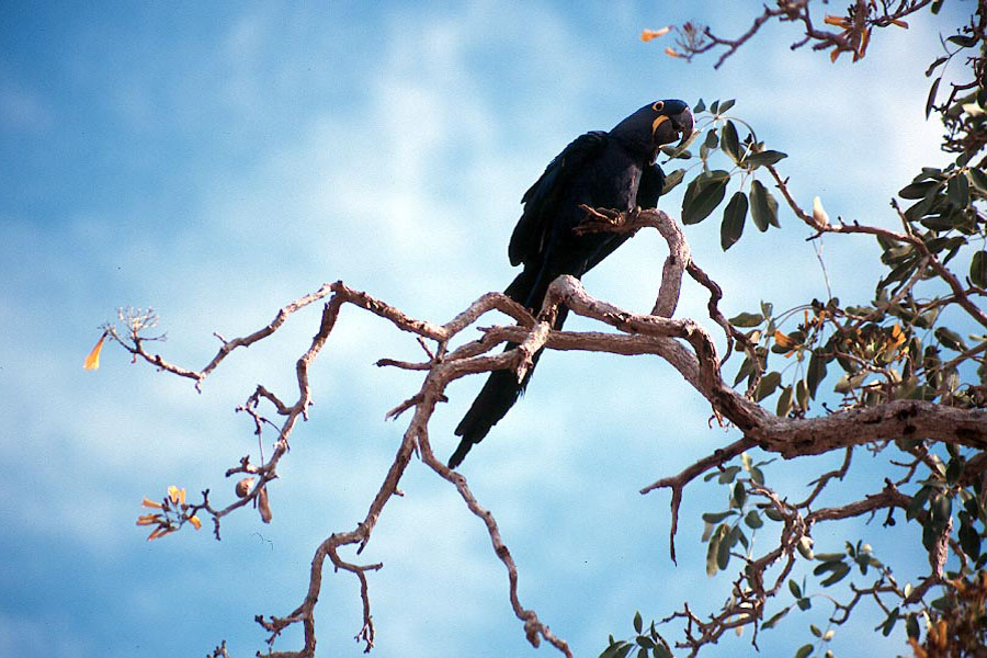 Hyacinth Macaws