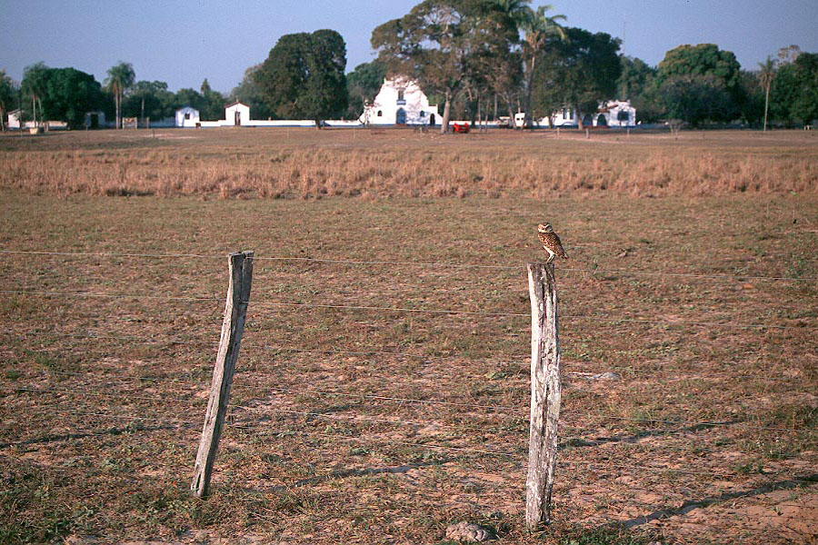 Neta Lodge owl