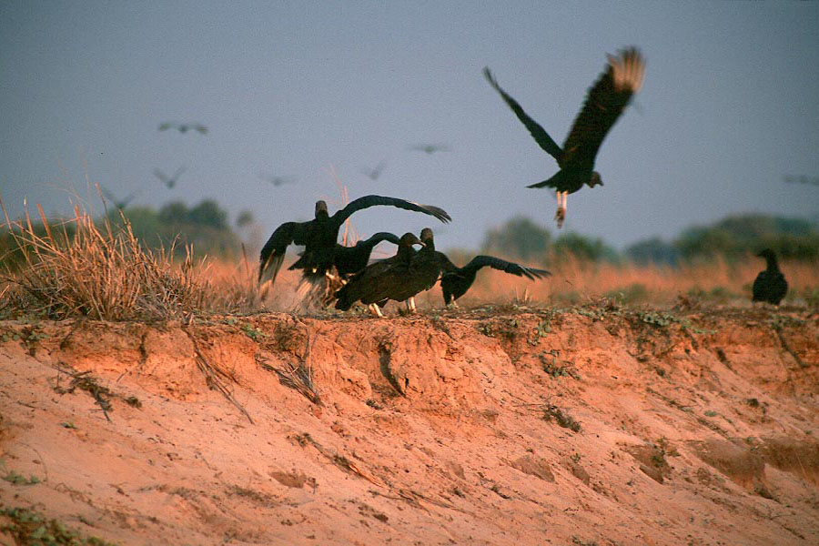 Vultures