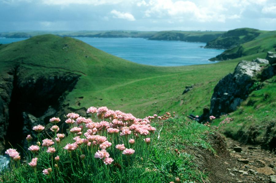 The Rumps